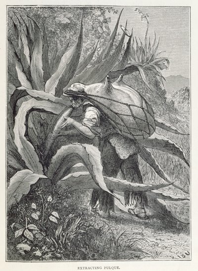 Extracting Pulque, from 